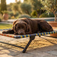 Folding Elevated Cat & Dog Bed | All Seasons Comfort with Breathable Nylon Mesh I Anti-Skid & Waterproof